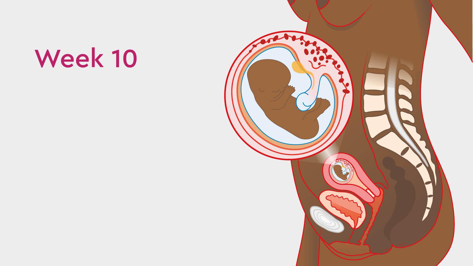 Foetus at 10 weeks hot sale old